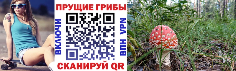 Псилоцибиновые грибы Psilocybine cubensis  купить наркотики цена  OMG ССЫЛКА  Саранск 